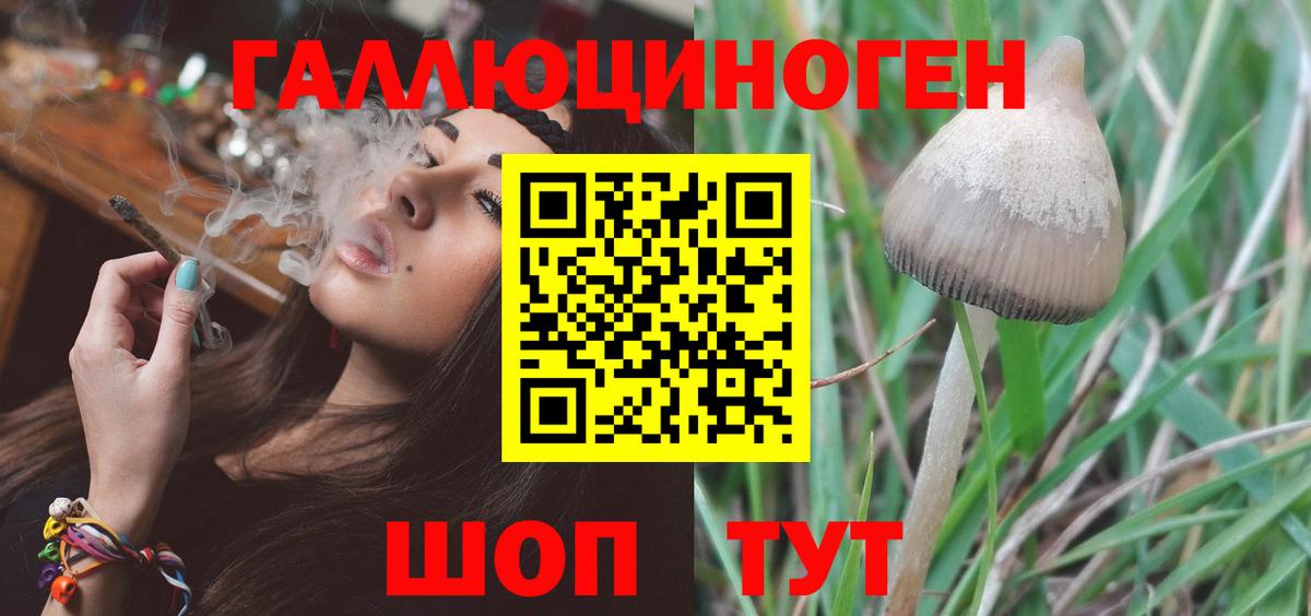 Псилоцибиновые грибы Psilocybe Югорск